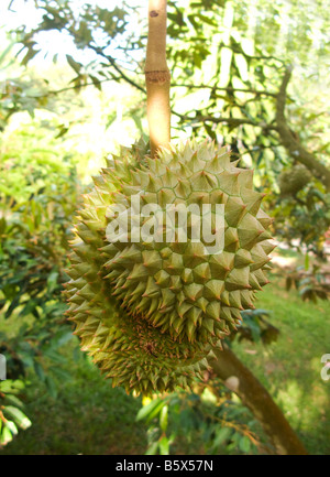 Mature frutta Durian crescente su albero Foto Stock