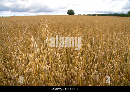 Campo di ripe di avena in Cotswolds dell ovest Inghilterra Centrale Foto Stock