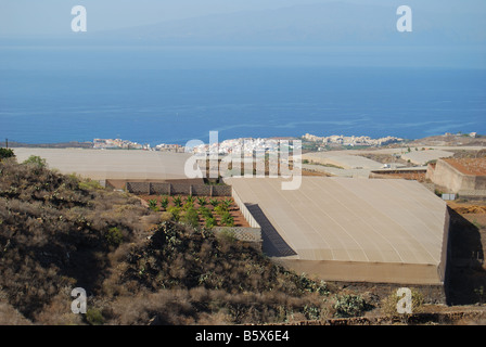 Piantagioni di banane, Nr.Alcala, Tenerife, Isole Canarie, Spagna Foto Stock