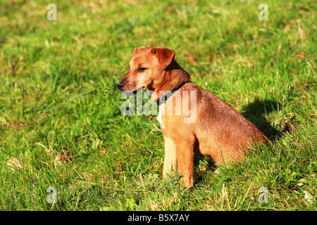 Giovani Patterdale Jack Russell cross puppy dog sitter nel soleggiato campo erboso REGNO UNITO Foto Stock