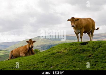 Due mucche in un campo erboso set contro uno sfondo di colline dello Yorkshire Dales. Foto Stock