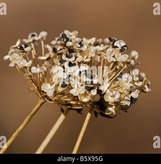 Un morto erba cipollina pianta con semi sul display Foto Stock