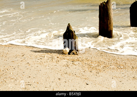 Tre decadendo palificazioni di legno con due conch conchiglie di essere lavati via dalle onde nel mare nella spiaggia di Jacksonville, Florida Foto Stock