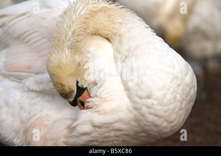 Cigno preening le sue piume fotografato da vicino Foto Stock