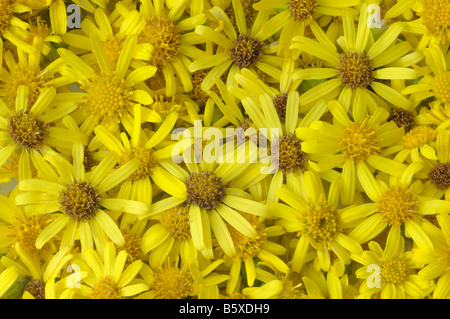 Oxford erba tossica (Senecio squalidus), fiori visti da sopra Foto Stock