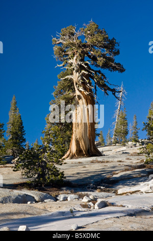 Un bel vecchio weathered pine tree crescono fuori del granito cime del Parco Nazionale di Yosemite Foto Stock