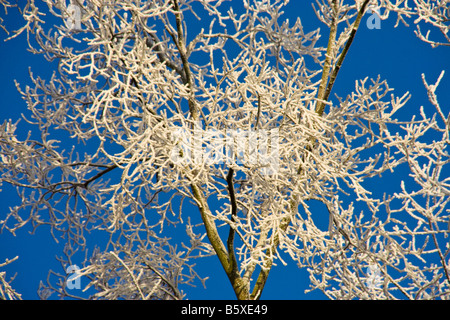 I cristalli di ghiaccio che copre gli alberi in una foresta con un cielo blu sullo sfondo Foto Stock