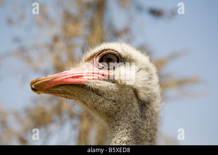 Struzzo africano guardando alla sua destra, Egitto, Nord Africa Foto Stock