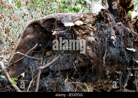 Il vecchio marciume moncone con funghi crescono fuori di essa Foto Stock