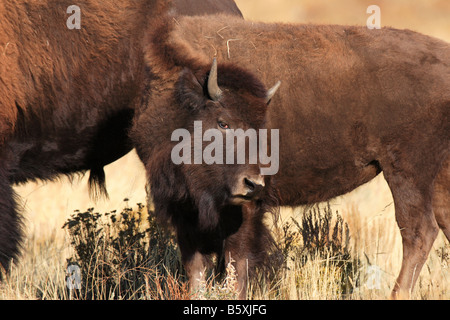 Bisonti americani capretti, Teton National Park, Wyoming Foto Stock