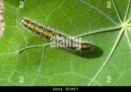 Il cavolo bianco Caterpillar a farfalla su una foglia i Nasturzi Foto Stock