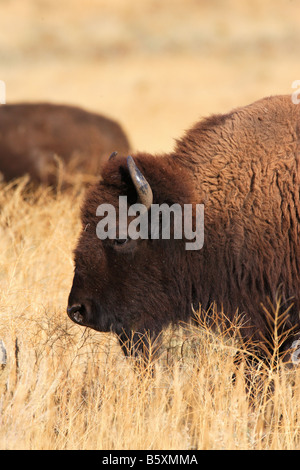 Bisonti americani il pascolo in autunno. Foto Stock