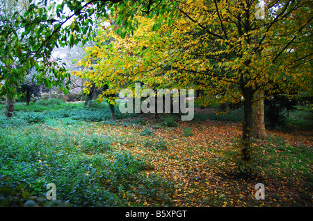 Singolare faggio nel parco locale Foto Stock