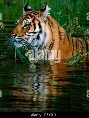 Tigre Siberiana wades attraverso l'erba in acqua - condizioni controllate Foto Stock