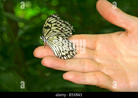 Idea leuconoe in mano Foto Stock