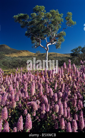 Millefiori scenic, Australia occidentale Foto Stock