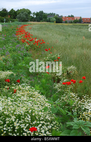 Orlo lungo la strada di campagna vicino a Mariekerke Walcheren Zeeland Paesi Bassi Foto Stock