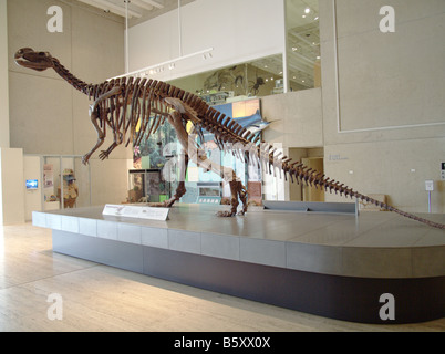 Muttaburrasaurus Foto Stock