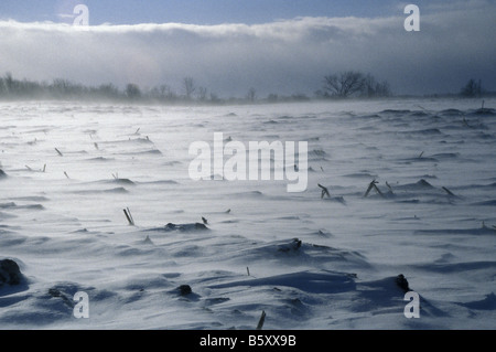 Inverno freddo vento che soffia attraverso la neve Laden Cornfield Ontario Foto Stock