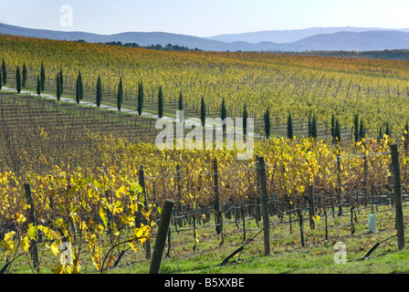 I vigneti del Chianti in Autunno/caduta Foto Stock