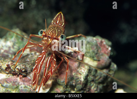 Durban Dancing gamberetti, Rhynchocinetes durbanensis, Crostacei Foto Stock