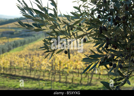 Olive Branch profilarsi davanti dei vigneti in colori autunnali in Chianti, Toscana Foto Stock