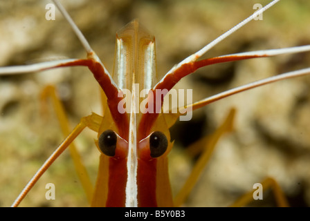 Bianco pulitore a bande di gamberi Lysmata amboinensis, Crostacei Foto Stock