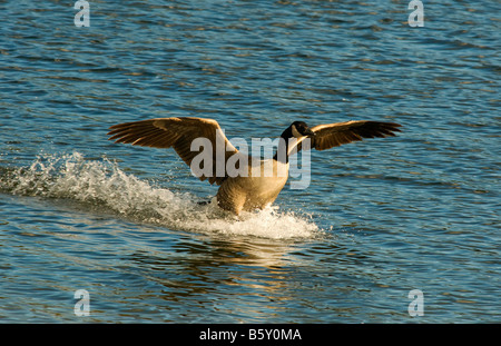 Un Canada Goose, Branta canadensis, venuta a terra Foto Stock