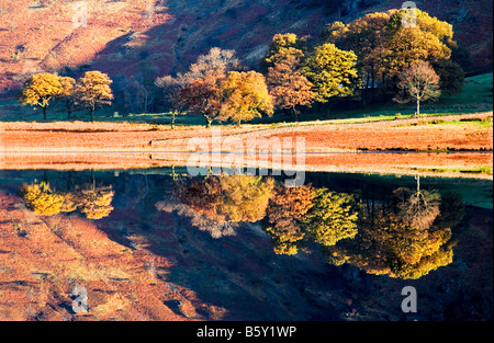 La mattina presto il sole illumina il colore di autunno degli alberi intorno Blea Tarn perfettamente riflessa nell'acqua ancora Foto Stock