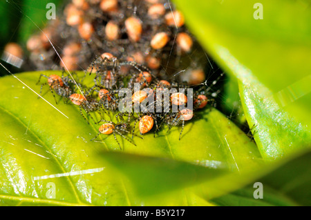 Green lynx spider neonati. Texas, Stati Uniti d'America. Foto Stock