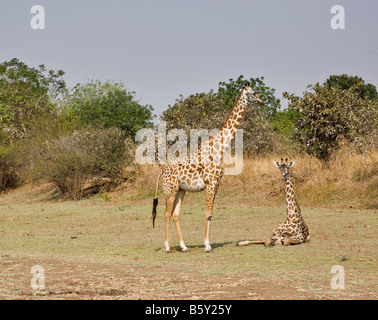 Thornycroft Giraffa presso South Luangwa National Park in Zambia Foto Stock