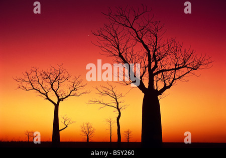 Alberi Boab al tramonto, outback Australia Foto Stock