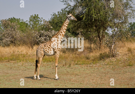 Thornycroft Giraffa presso South Luangwa National Park in Zambia Foto Stock