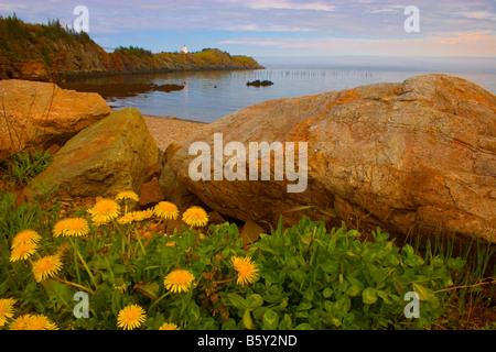 Faro a coda di rondine nella distanza con denti di leoni in primo piano sulla Grand Manan Island, New Brunswick, Canada Foto Stock