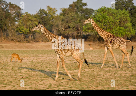 Thornycroft Giraffa presso South Luangwa National Park in Zambia Foto Stock