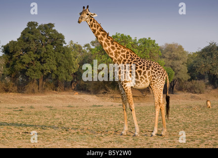 Thornycroft Giraffa presso South Luangwa National Park in Zambia Foto Stock