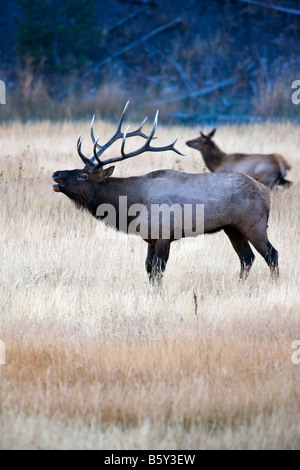 Bull Elk (Wapiti, Cervus canadensis) in un prato lungo il fiume Madison, il Parco Nazionale di Yellowstone, Wyoming USA Foto Stock