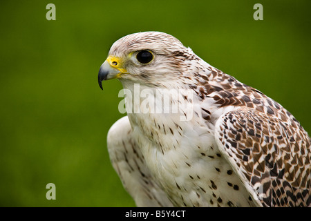 Gyr Falcon falco rusticolus falcon indiginous in Artico e sub artico, Scozia Foto Stock