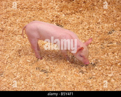 Un simpatico maialino sniffing intorno con il suo muso Foto Stock