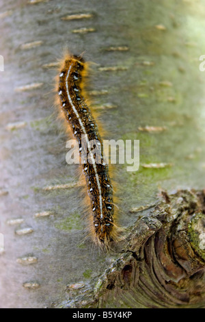 Un primo piano di un bruco scalata verso il lato di un albero Foto Stock