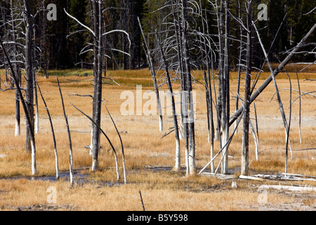 Alberi uccisi dalle caratteristiche termiche, vicino a Grand Prismatic Spring, Midway Geyser Basin, il Parco Nazionale di Yellowstone; Wyoming; USA Foto Stock