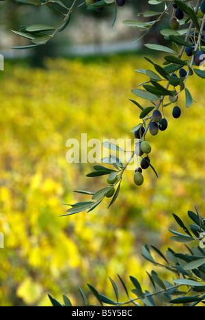 Olive Branch profilarsi davanti dei vigneti in colori autunnali in Chianti, Toscana Foto Stock