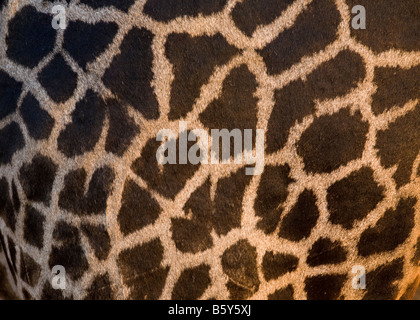 Thornycroft Giraffa presso South Luangwa National Park in Zambia Foto Stock