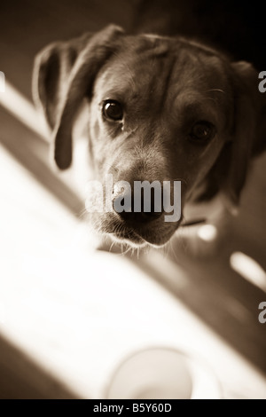 Un giovane cane beagle attende con impazienza il suo cibo mentre in piedi sopra il suo piatto leggera profondità di campo Foto Stock