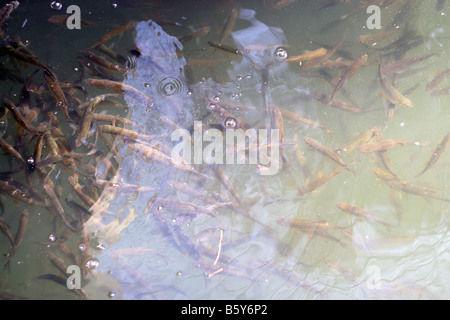 Una comunità di pesci che nuotano sotto la superficie dell'acqua Foto Stock