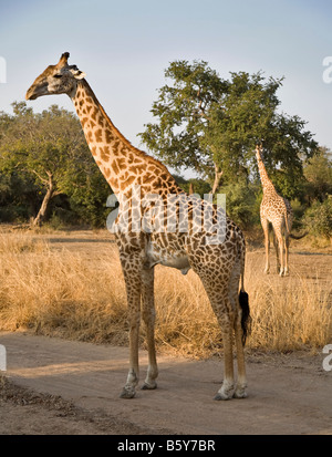 Thornycroft Giraffa presso South Luangwa National Park in Zambia Foto Stock