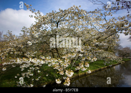 Alberi in fiore fiorisce di Keukenhof, il più grande del mondo giardino fiorito si trova al di fuori di Lisse, Paesi Bassi Foto Stock