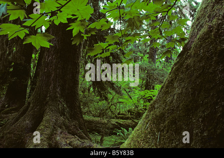 Hoh rain forest moss laden alberi lussureggiante fogliame verde Penisola Olimpica nello Stato di Washington STATI UNITI D'AMERICA Foto Stock