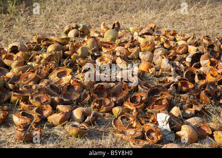 Gusci di noce di cocco sul Arambol Beach, Goa, India Foto Stock