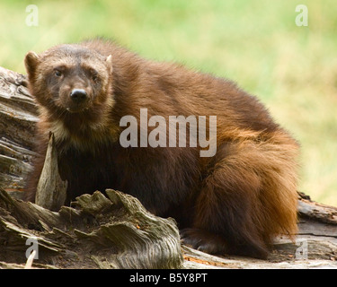 Un wolverine rummages in cima a un registro di caduti Foto Stock